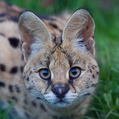 Serval Bejby