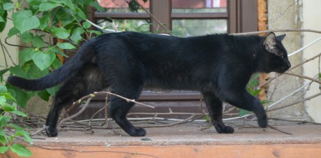 chausie kluk Merlin (7)