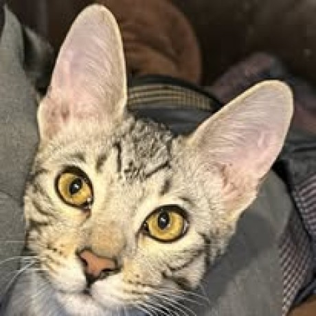 516430072_24884771874456931_3348312563554081951_n