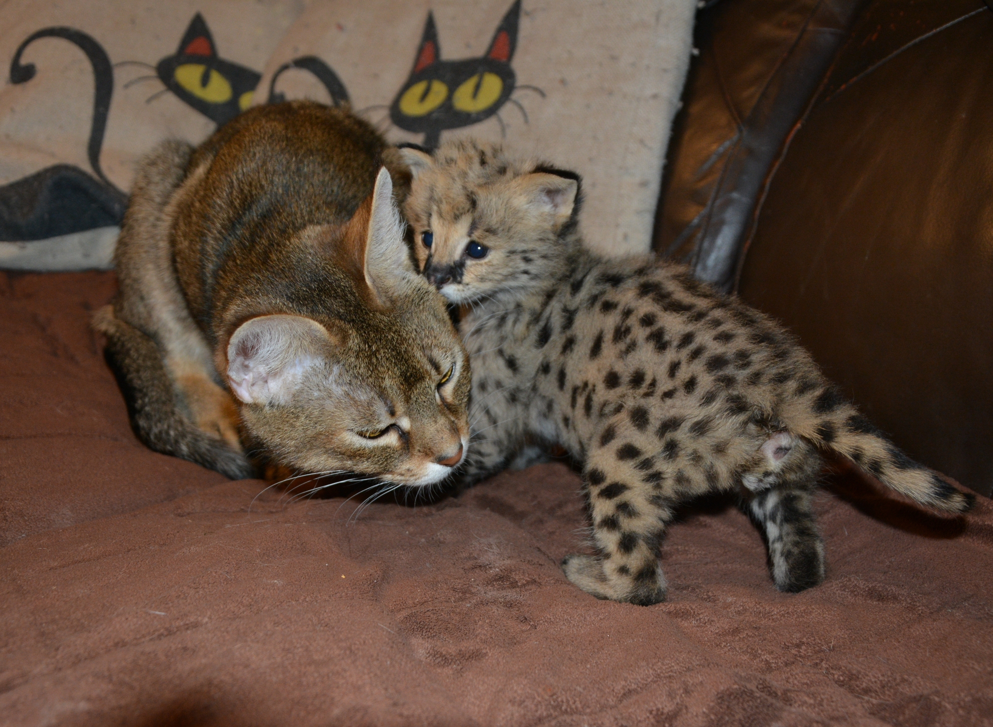 chausie a serválek (9)
