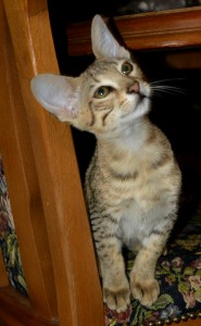 dsc_0050.jpg