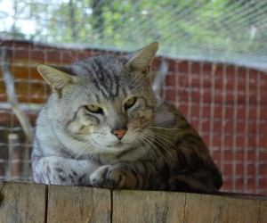 savannah-kluk-djemen--11-.jpg