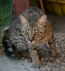 savannah-bikira--8-.jpg
