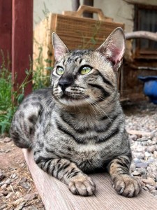 savannah..jpg