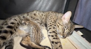 img_8150.jpeg